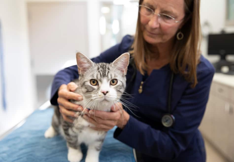 chat avec un vétérinaire