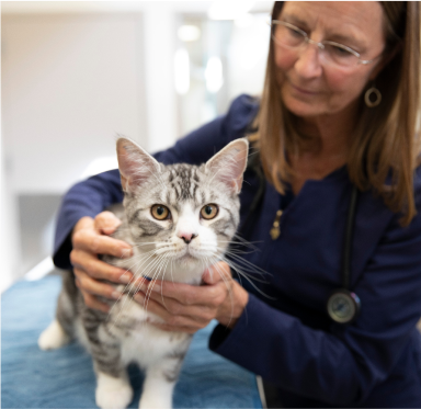chat avec un vétérinaire