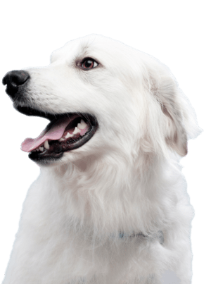 chien blanc