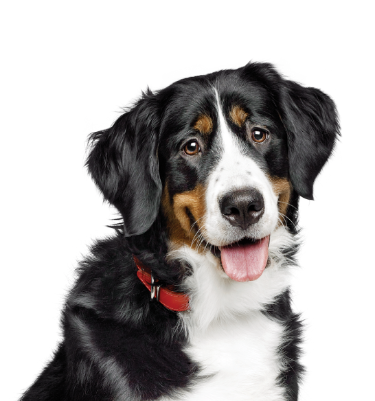 Chien