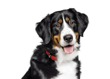 Chien